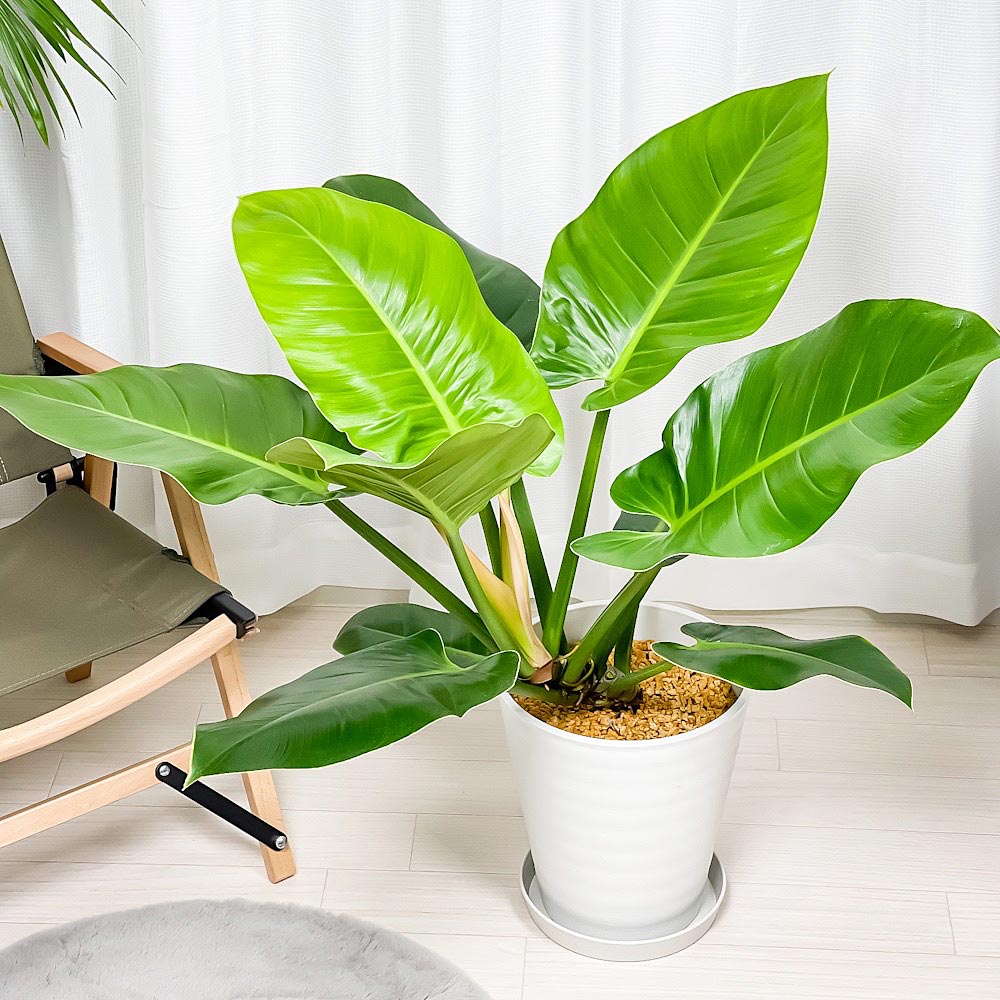 PLANCHU 観葉植物 フィロデンドロン インペリアルグリーン 8号鉢 受け皿付き 育て方説明書付き Philodendron ‘Imperial Green’ アロイド 大鉢 充実株