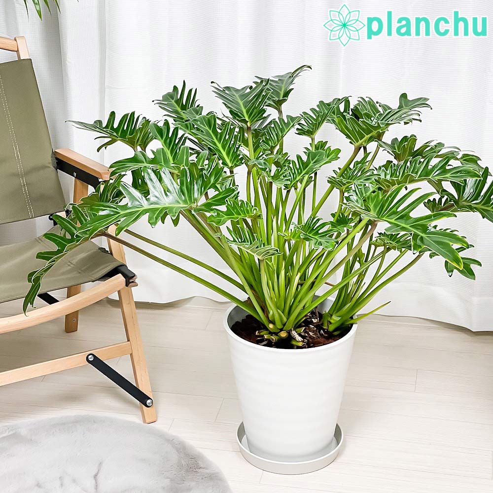 PLANCHU 観葉植物 フィロデンドロン クッカバラ 8号鉢 受け皿付き 育て方説明書付き Philodendron xanadu ザナドゥ アロイド 大鉢 充実株
