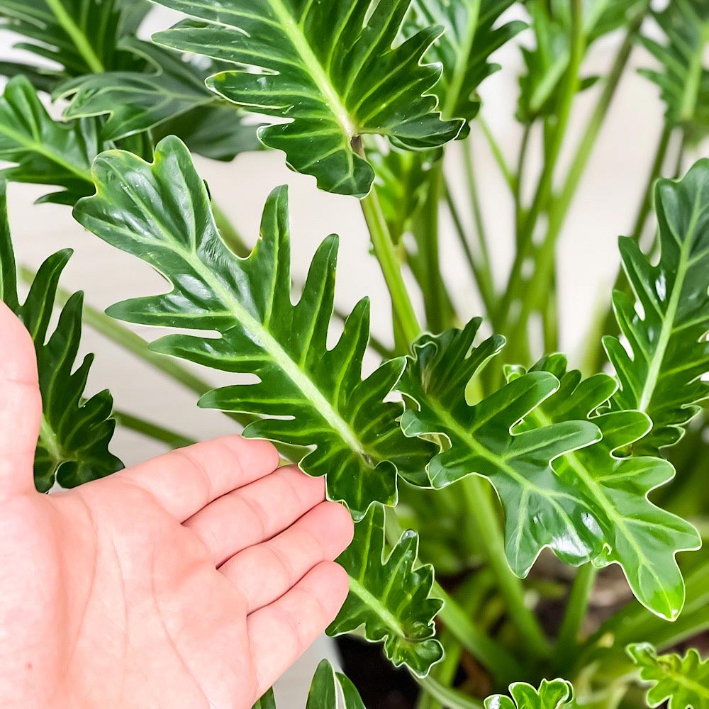 PLANCHU 観葉植物 フィロデンドロン クッカバラ 8号鉢 受け皿付き 育て方説明書付き Philodendron xanadu ザナドゥ アロイド 大鉢 充実株