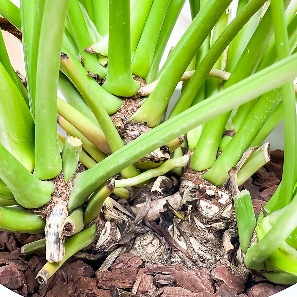PLANCHU 観葉植物 フィロデンドロン クッカバラ 8号鉢 受け皿付き 育て方説明書付き Philodendron xanadu ザナドゥ アロイド 大鉢 充実株