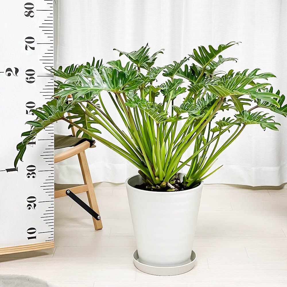 PLANCHU 観葉植物 フィロデンドロン クッカバラ 8号鉢 受け皿付き 育て方説明書付き Philodendron xanadu ザナドゥ アロイド 大鉢 充実株