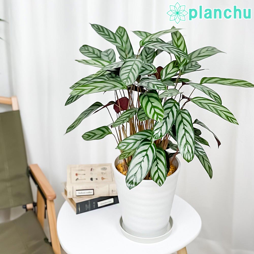 PLANCHU 観葉植物 クテナンテ セトサ 6号鉢 受け皿付き 育て方説明書