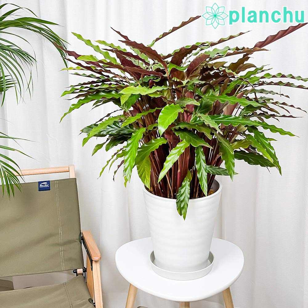 PLANCHU 観葉植物 カラテア ルフィバルバ 8号鉢 受け皿付き 育て方説明書付き Calathea rufibarba 大鉢 大株 充実株