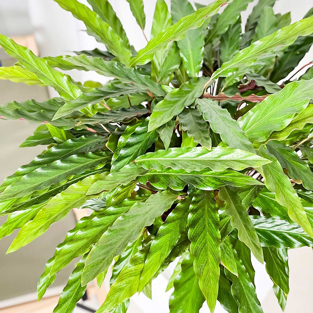 PLANCHU 観葉植物 カラテア ルフィバルバ 8号鉢 受け皿付き 育て方説明書付き Calathea rufibarba 大鉢 大株 充実株