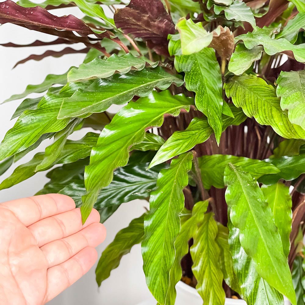 PLANCHU 観葉植物 カラテア ルフィバルバ 8号鉢 受け皿付き 育て方説明書付き Calathea rufibarba 大鉢 大株 充実株