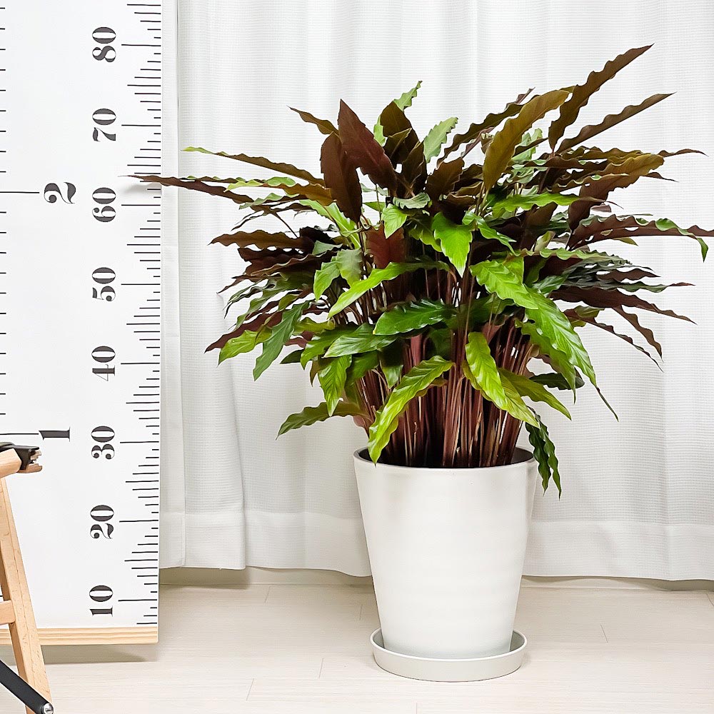 PLANCHU 観葉植物 カラテア ルフィバルバ 8号鉢 受け皿付き 育て方説明書付き Calathea rufibarba 大鉢 大株 充実株