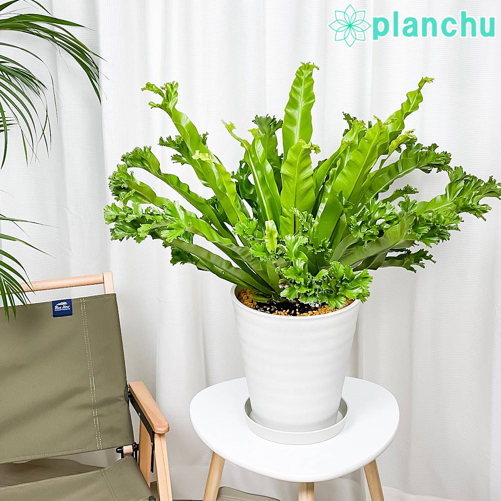 PLANCHU 観葉植物 アスプレニウム レズリー 8号鉢 受け皿付き 育て方