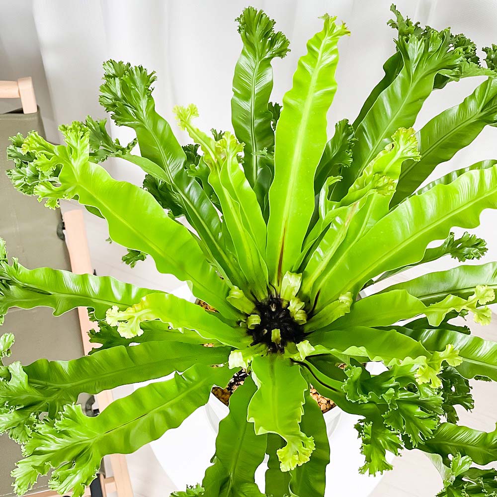 PLANCHU 観葉植物 アスプレニウム レズリー 8号鉢 受け皿付き 育て方説明書付き Asplenium nidus ‘Leslie’ シマオオタニワタリ シダ植物 大鉢 大株 充実株