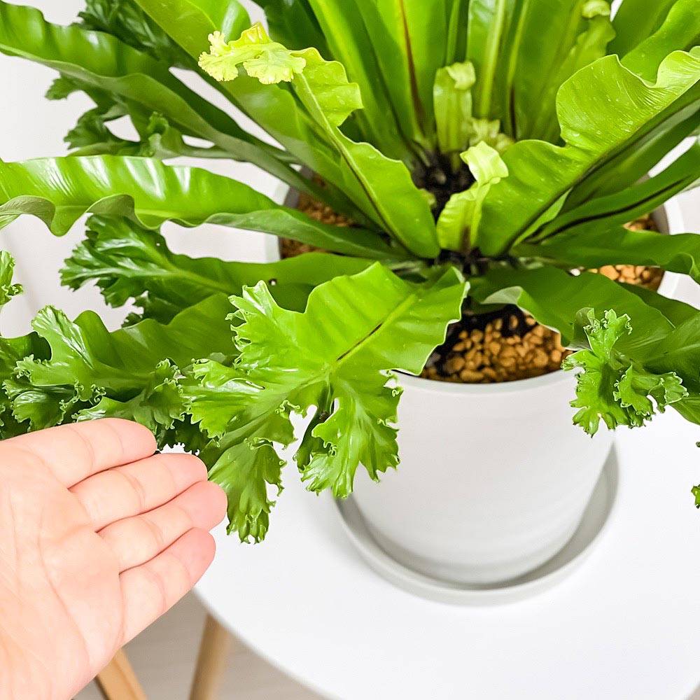 PLANCHU 観葉植物 アスプレニウム レズリー 8号鉢 受け皿付き 育て方説明書付き Asplenium nidus ‘Leslie’ シマオオタニワタリ シダ植物 大鉢 大株 充実株