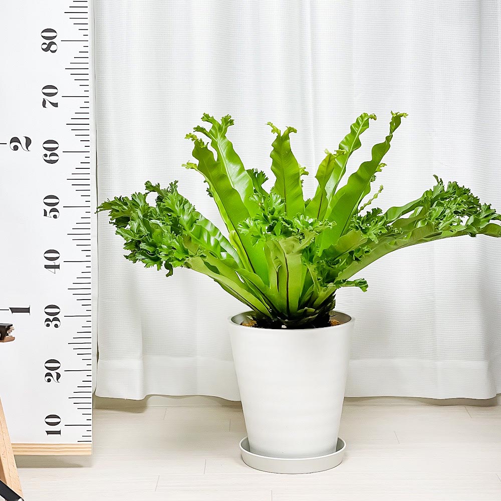 PLANCHU 観葉植物 アスプレニウム レズリー 8号鉢 受け皿付き 育て方説明書付き Asplenium nidus ‘Leslie’ シマオオタニワタリ シダ植物 大鉢 大株 充実株