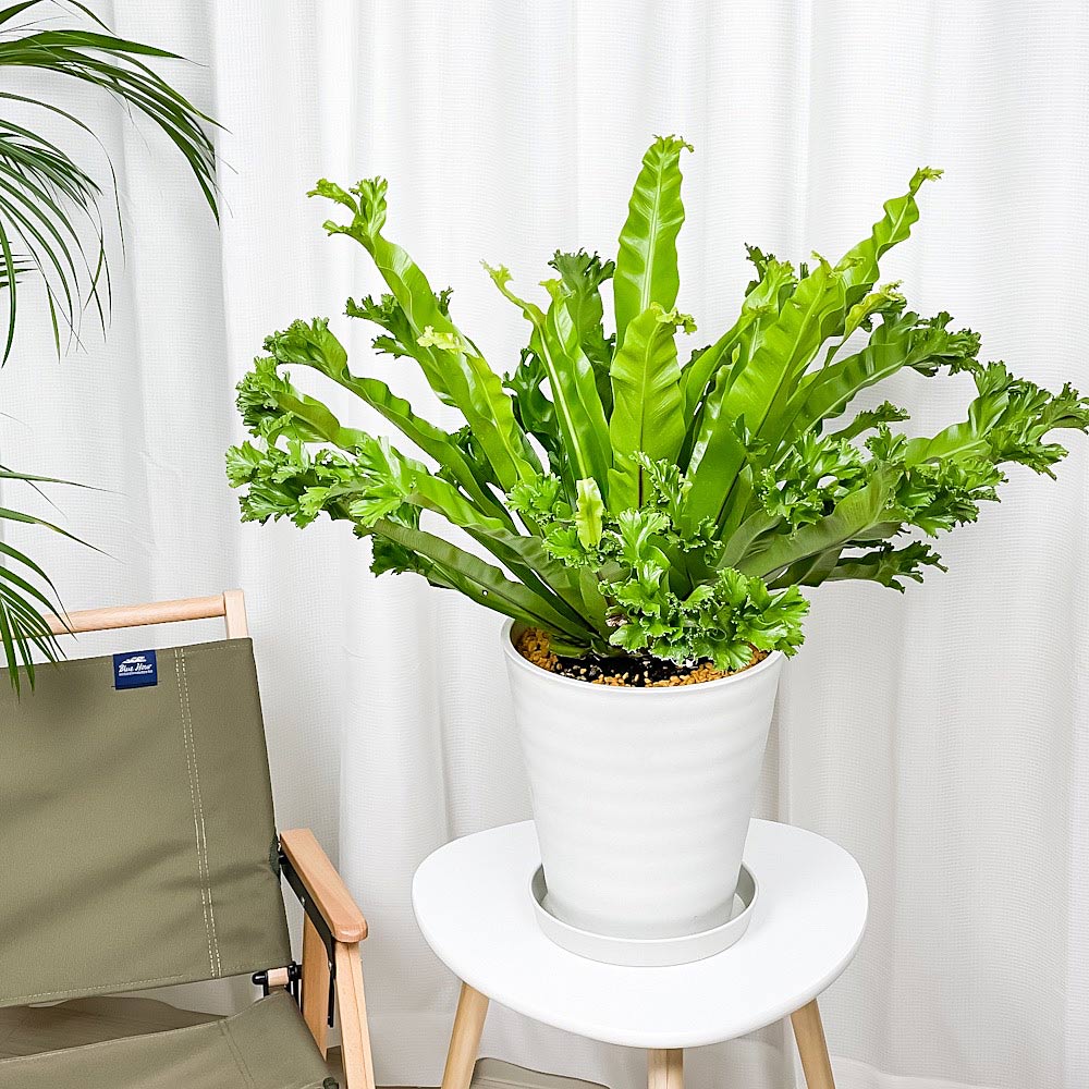 PLANCHU 観葉植物 アスプレニウム レズリー 8号鉢 受け皿付き 育て方説明書付き Asplenium nidus ‘Leslie’ シマオオタニワタリ シダ植物 大鉢 大株 充実株