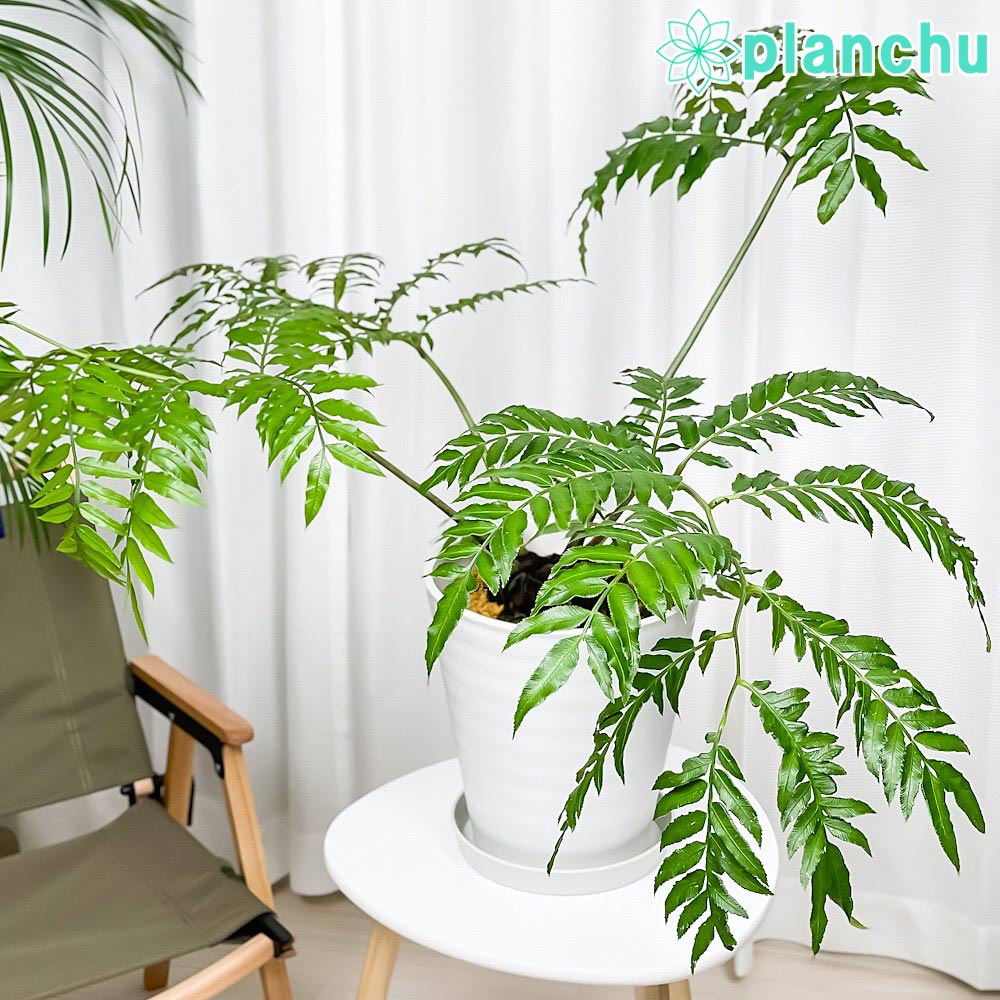 PLANCHU 観葉植物 リュウビンタイ 8号鉢 受け皿付き 育て方説明書付き Angiopteris シダ植物 大鉢 大株 充実株