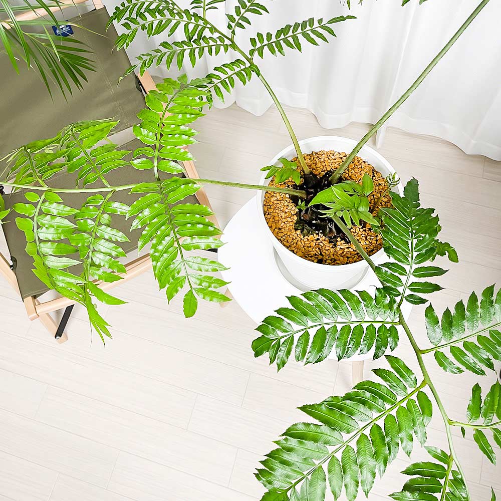 PLANCHU 観葉植物 リュウビンタイ 8号鉢 受け皿付き 育て方説明書付き Angiopteris シダ植物 大鉢 大株 充実株