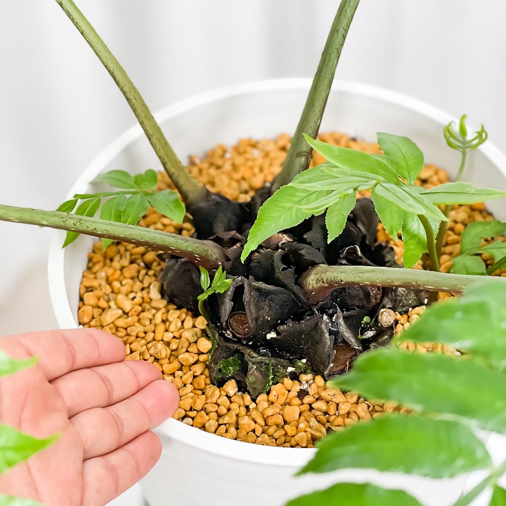 PLANCHU 観葉植物 リュウビンタイ 8号鉢 受け皿付き 育て方説明書付き Angiopteris シダ植物 大鉢 大株 充実株
