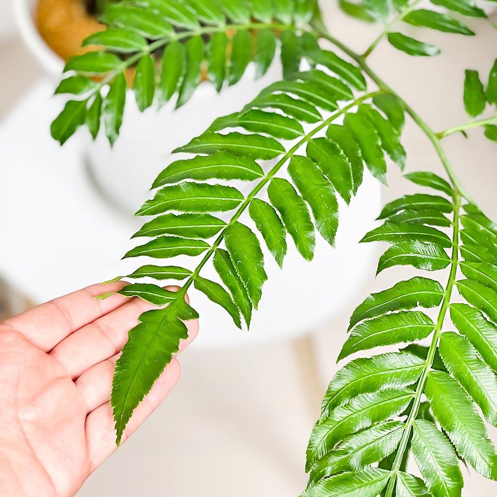 PLANCHU 観葉植物 リュウビンタイ 8号鉢 受け皿付き 育て方説明書付き Angiopteris シダ植物 大鉢 大株 充実株