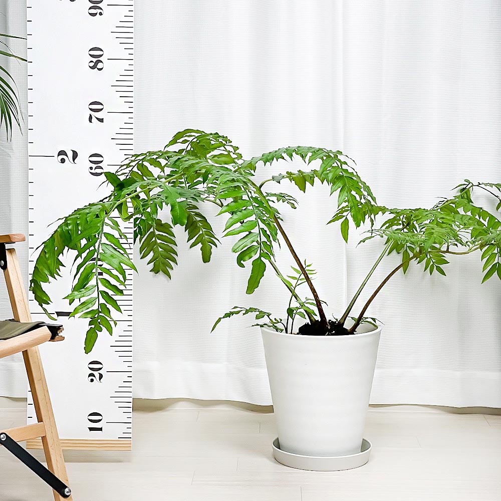 PLANCHU 観葉植物 リュウビンタイ 8号鉢 受け皿付き 育て方説明書付き Angiopteris シダ植物 大鉢 大株 充実株