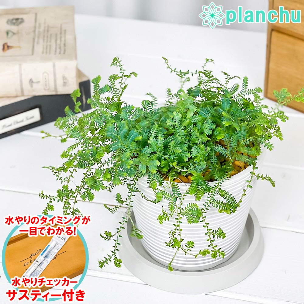 PLANCHU 観葉植物 セラギネラ レインボーファン 4号樹脂鉢 ミディホワイト サスティー付き 受け皿付き 育て方説明書付き Selaginella uncinata コンテリクラマゴケ シダ植物