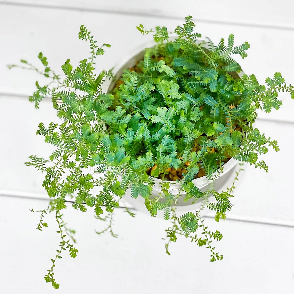 PLANCHU 観葉植物 セラギネラ レインボーファン 4号樹脂鉢 ミディホワイト サスティー付き 受け皿付き 育て方説明書付き Selaginella uncinata コンテリクラマゴケ シダ植物