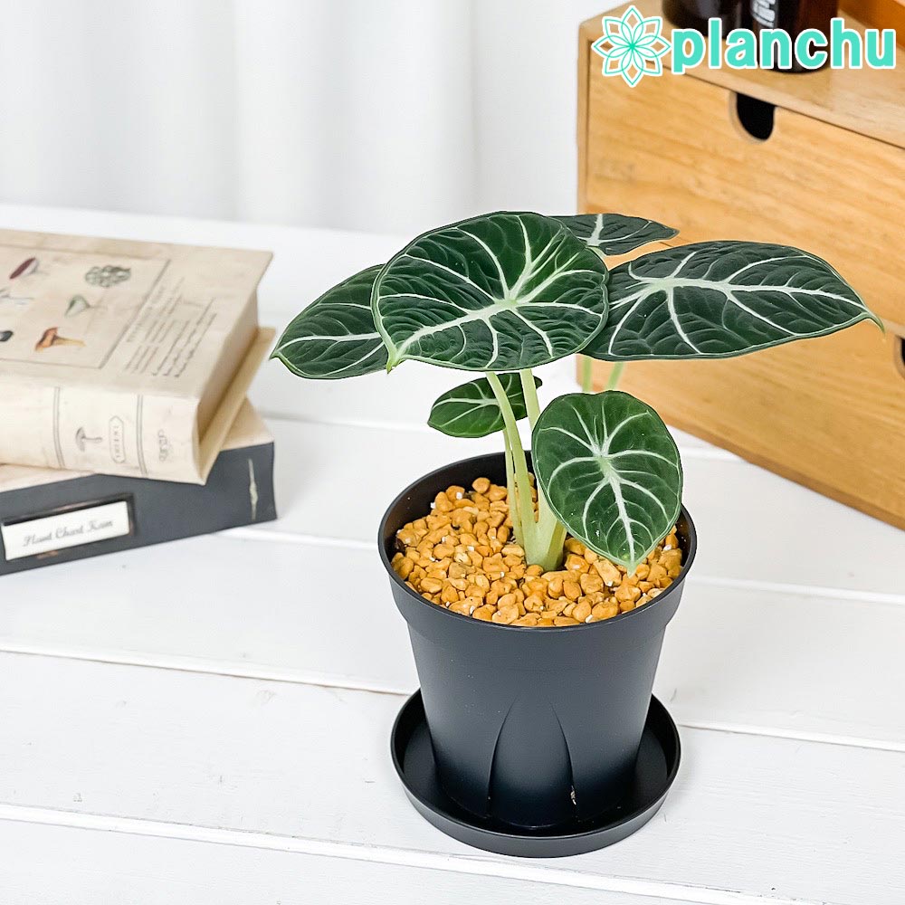 PLANCHU 観葉植物 アロカシア ニンジャ 3.5号スリット鉢 受け皿付き