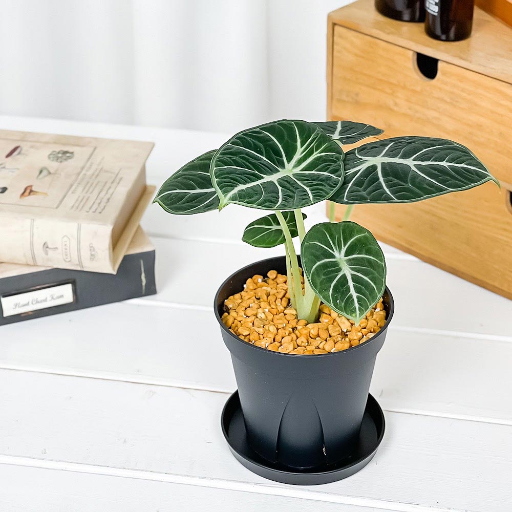 PLANCHU 観葉植物 アロカシア ニンジャ 3.5号スリット鉢 受け皿付き 育て方説明書付き Alocasia reginula ‘Ninja’ アロイド