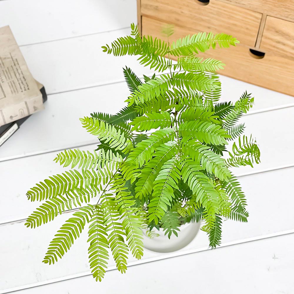 PLANCHU 観葉植物 エバーフレッシュの森 3.5号鉢 受け皿付き 育て方説明書付き Cojoba arborea var. angustifolia ネムノキ