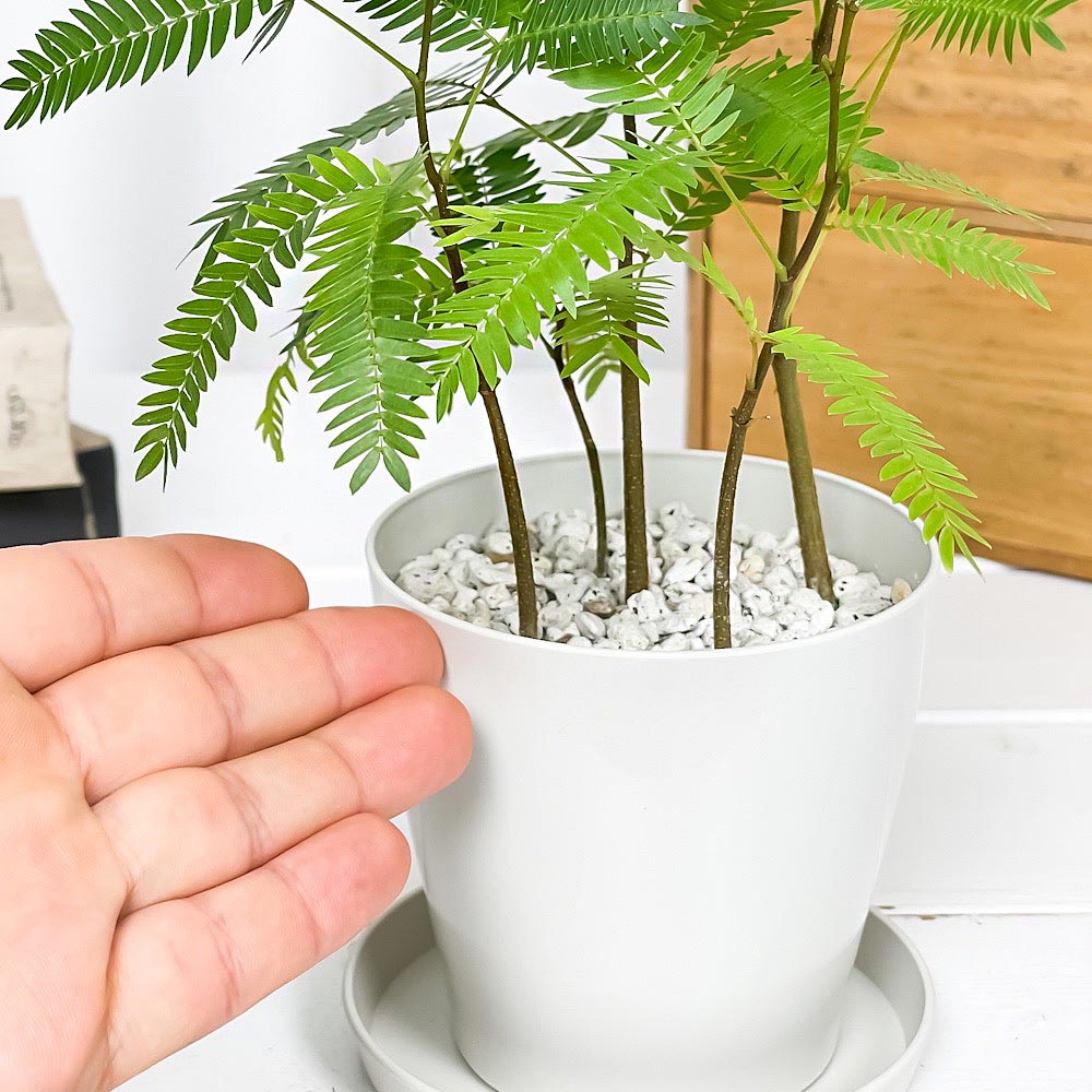 PLANCHU 観葉植物 エバーフレッシュの森 3.5号鉢 受け皿付き 育て方説明書付き Cojoba arborea var. angustifolia ネムノキ
