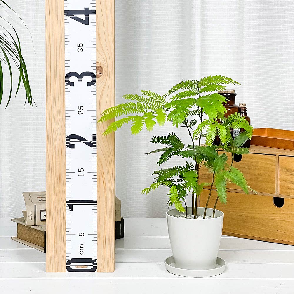 PLANCHU 観葉植物 エバーフレッシュの森 3.5号鉢 受け皿付き 育て方説明書付き Cojoba arborea var. angustifolia ネムノキ