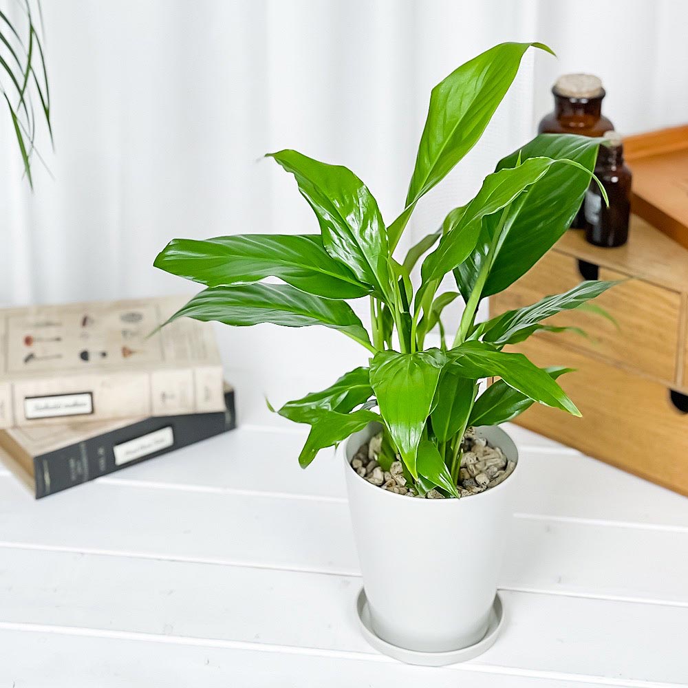 PLANCHU 観葉植物 スパティフィラム 4号鉢 受け皿付き 育て方説明書付き Spathiphyllum アロイド