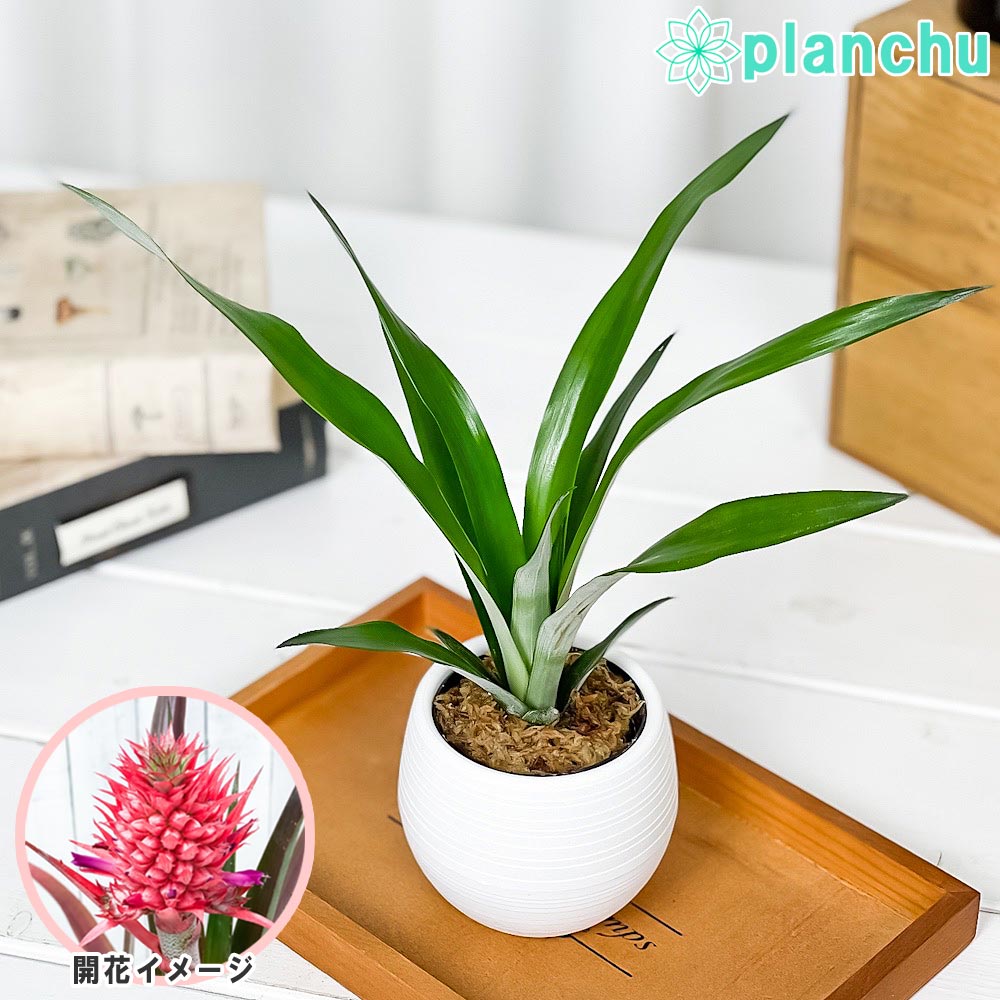 PLANCHU 観葉植物 アナナス サンゴパイン 3号丸鉢 受け皿付き 育て方