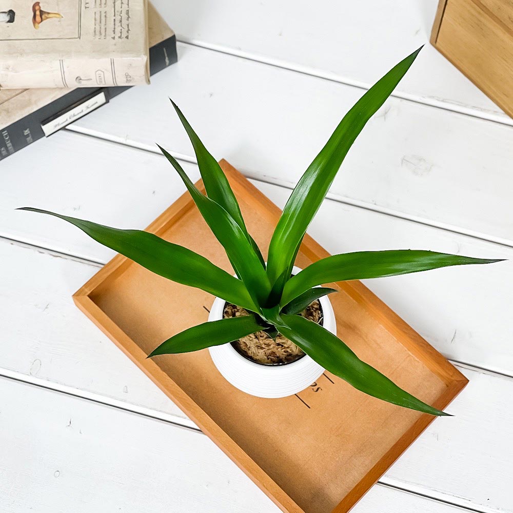 PLANCHU 観葉植物 アナナス サンゴパイン 3号丸鉢 受け皿付き 育て方説明書付き Ananas cv. パイナップル 花パイン ブロメリア