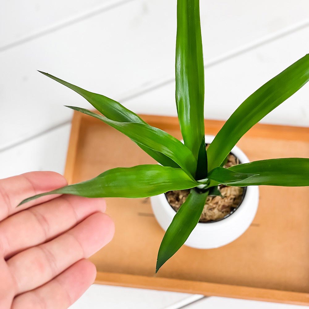 PLANCHU 観葉植物 アナナス サンゴパイン 3号丸鉢 受け皿付き 育て方説明書付き Ananas cv. パイナップル 花パイン ブロメリア