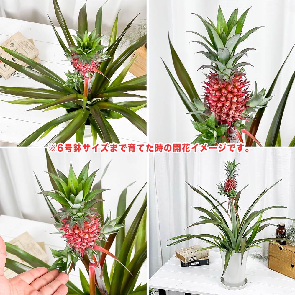 PLANCHU 観葉植物 アナナス サンゴパイン 3号丸鉢 受け皿付き 育て方説明書付き Ananas cv. パイナップル 花パイン ブロメリア