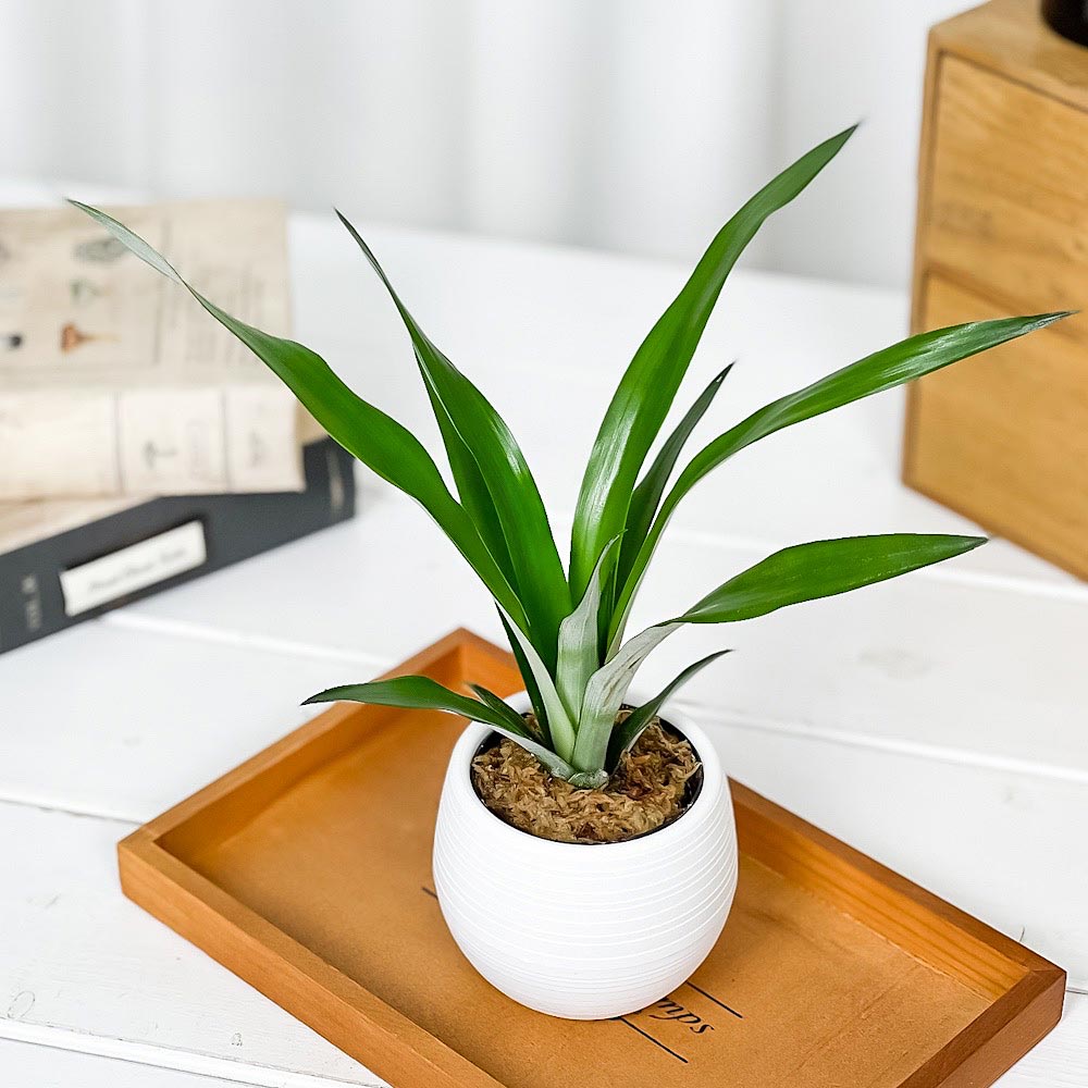 PLANCHU 観葉植物 アナナス サンゴパイン 3号丸鉢 受け皿付き 育て方説明書付き Ananas cv. パイナップル 花パイン ブロメリア