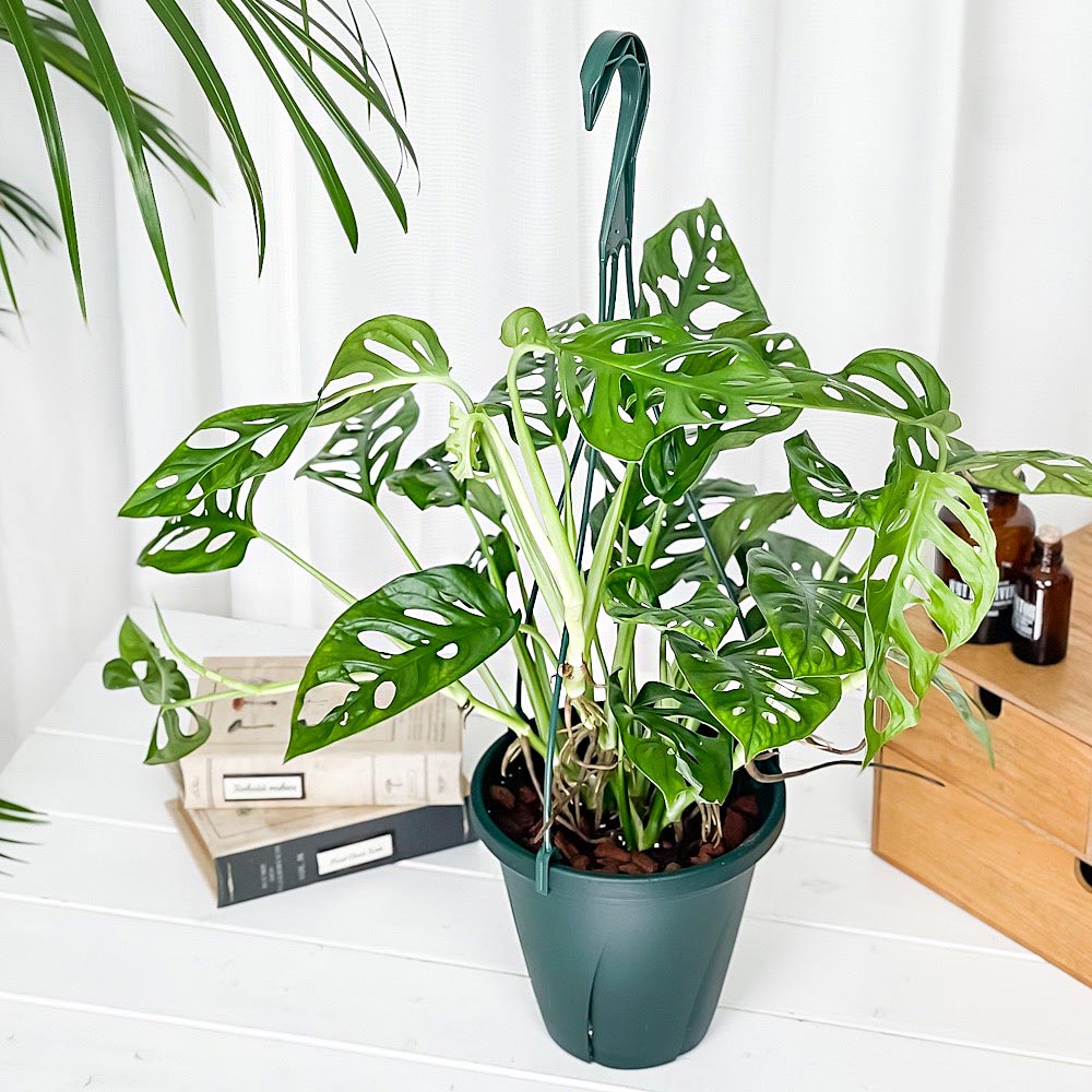 PLANCHU 観葉植物 マドカズラ モンステラ フリードリヒスターリー 6号吊り鉢 育て方説明書付き Monstera friedrichsthalii アロイド