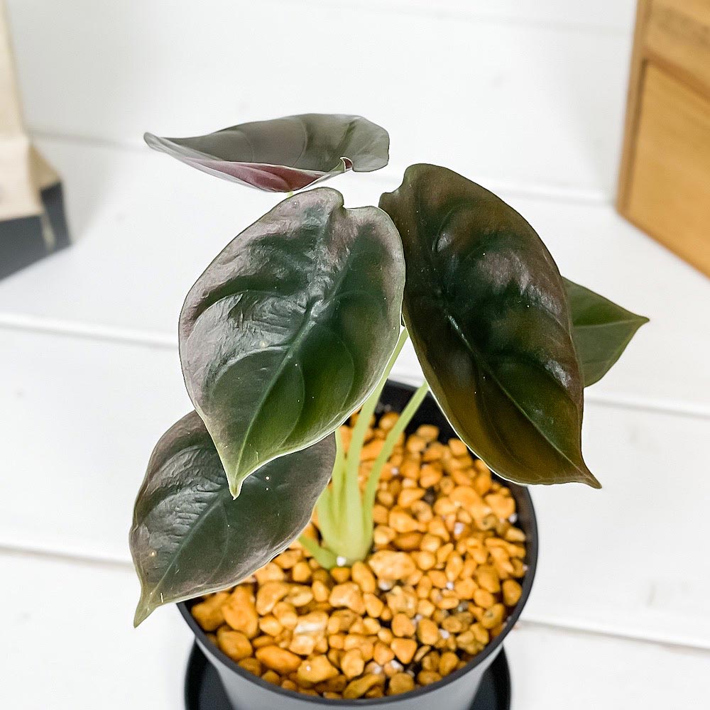 PLANCHU 観葉植物 アロカシア クプレア レッドシークレット 3.5号スリット鉢 受け皿付き 育て方説明書付き Alocasia cuprea ‘Red Secret’ アロイド