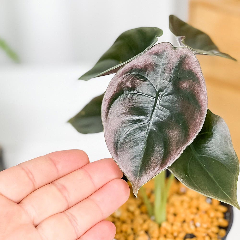 PLANCHU 観葉植物 アロカシア クプレア レッドシークレット 3.5号スリット鉢 受け皿付き 育て方説明書付き Alocasia cuprea ‘Red Secret’ アロイド
