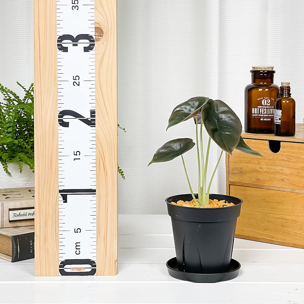 PLANCHU 観葉植物 アロカシア クプレア レッドシークレット 3.5号スリット鉢 受け皿付き 育て方説明書付き Alocasia cuprea ‘Red Secret’ アロイド