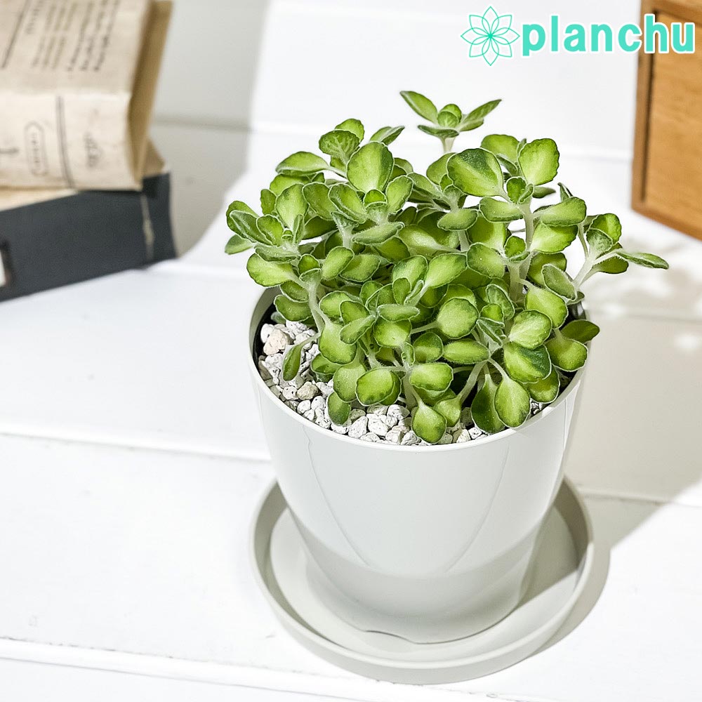 PLANCHU 観葉植物 アロマティカス ライムシャワー 3.5号鉢 受け皿付き 育て方説明書付き Plectranthus amboinicus 斑入り プレクトランサス ハーブ苗 虫除け植物