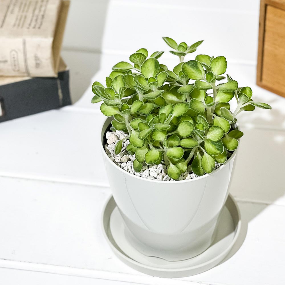 PLANCHU 観葉植物 アロマティカス ライムシャワー 3.5号鉢 受け皿付き 育て方説明書付き Plectranthus amboinicus 斑入り プレクトランサス ハーブ苗 虫除け植物