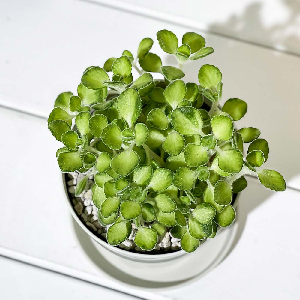 PLANCHU 観葉植物 アロマティカス ライムシャワー 3.5号鉢 受け皿付き 育て方説明書付き Plectranthus amboinicus 斑入り プレクトランサス ハーブ苗 虫除け植物