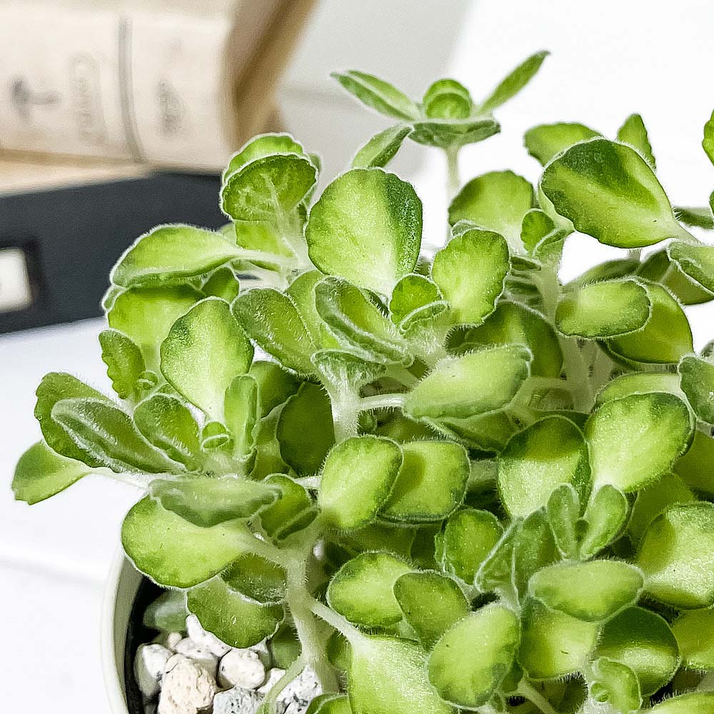 PLANCHU 観葉植物 アロマティカス ライムシャワー 3.5号鉢 受け皿付き 育て方説明書付き Plectranthus amboinicus 斑入り プレクトランサス ハーブ苗 虫除け植物