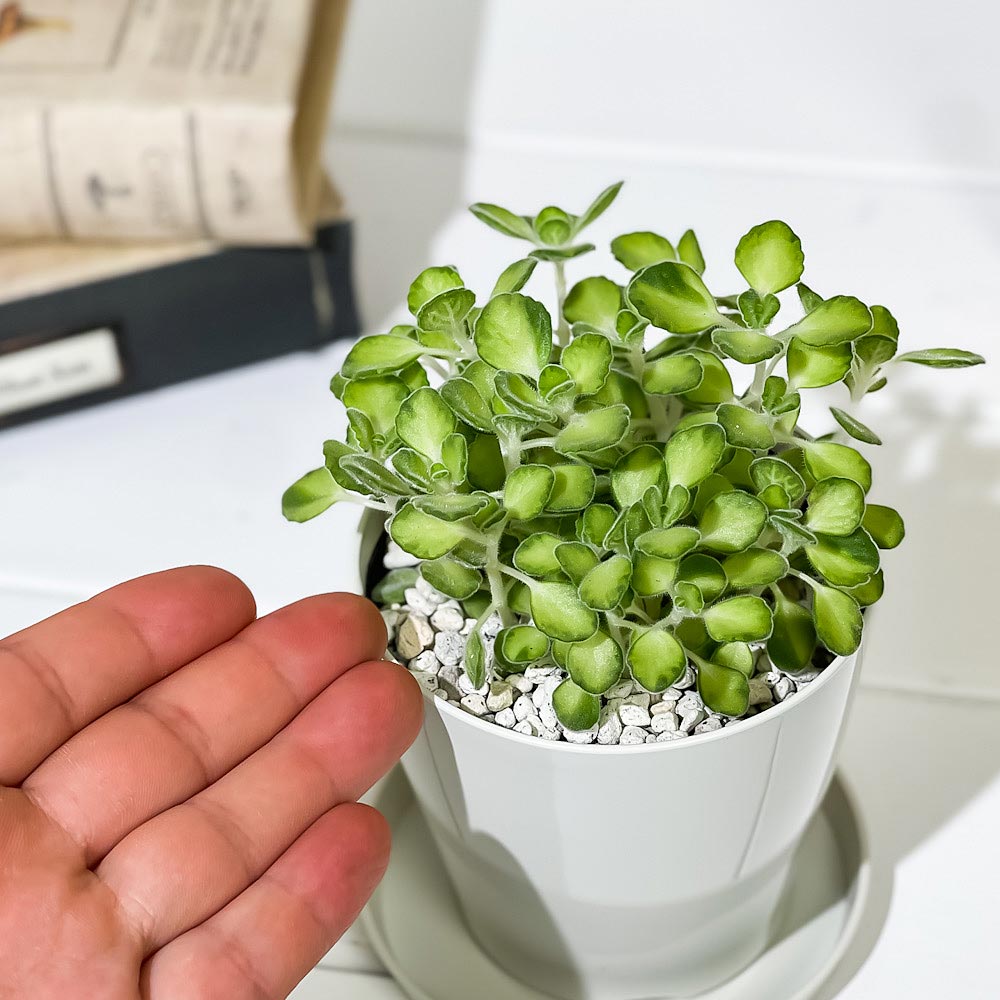 PLANCHU 観葉植物 アロマティカス ライムシャワー 3.5号鉢 受け皿付き 育て方説明書付き Plectranthus amboinicus 斑入り プレクトランサス ハーブ苗 虫除け植物