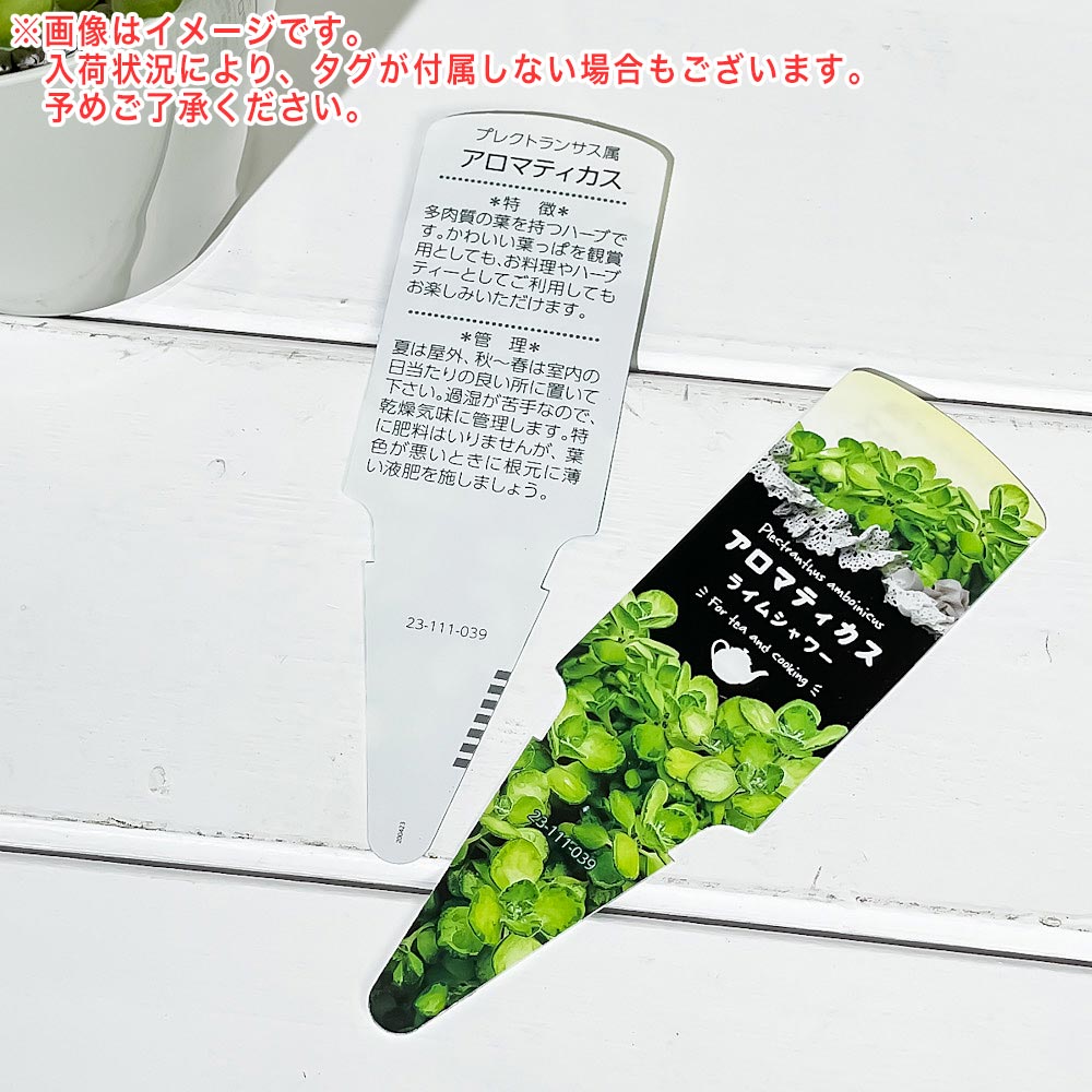 PLANCHU 観葉植物 アロマティカス ライムシャワー 3.5号鉢 受け皿付き 育て方説明書付き Plectranthus amboinicus 斑入り プレクトランサス ハーブ苗 虫除け植物