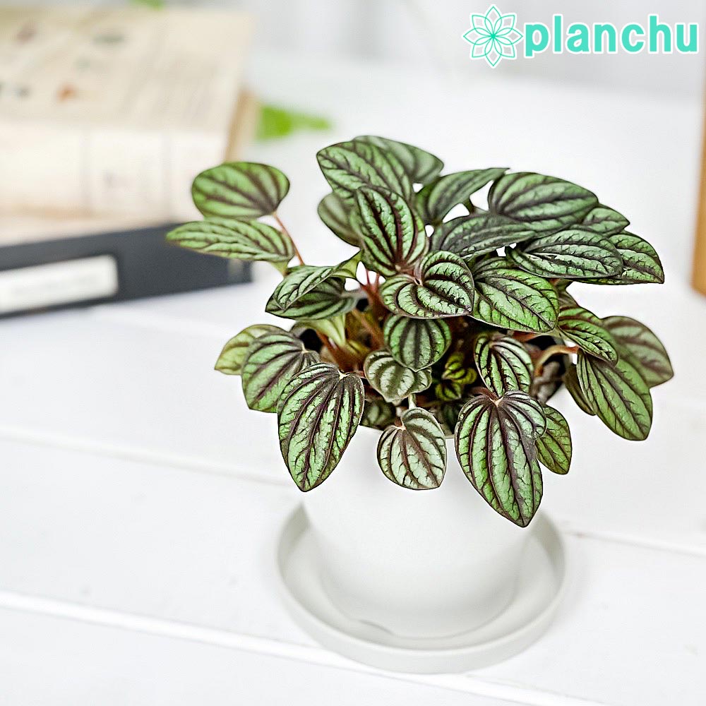 PLANCHU 観葉植物 ペペロミア ペッパーミル 3.5号鉢 受け皿付き 育て方説明書付き PVP Peperomia ‘Piccolo Banda’