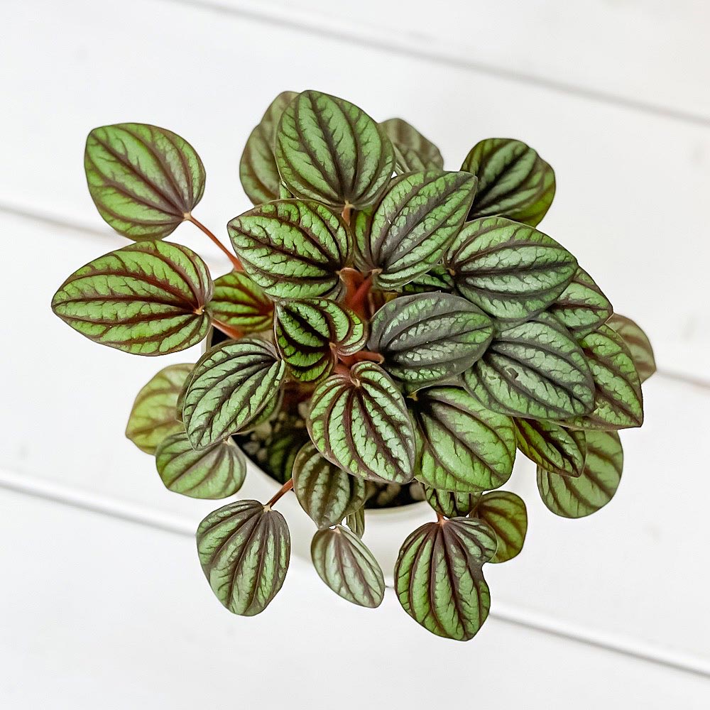 PLANCHU 観葉植物 ペペロミア ペッパーミル 3.5号鉢 受け皿付き 育て方説明書付き PVP Peperomia ‘Piccolo Banda’