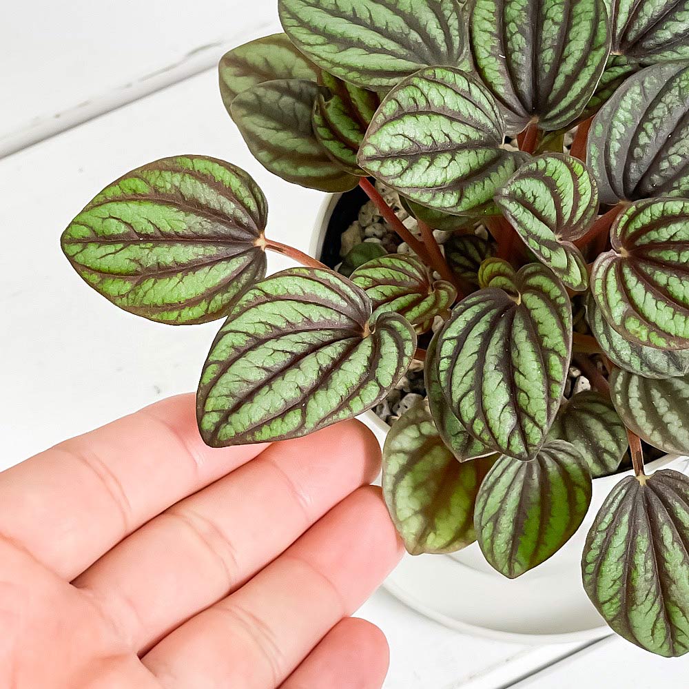 PLANCHU 観葉植物 ペペロミア ペッパーミル 3.5号鉢 受け皿付き 育て方説明書付き PVP Peperomia ‘Piccolo Banda’