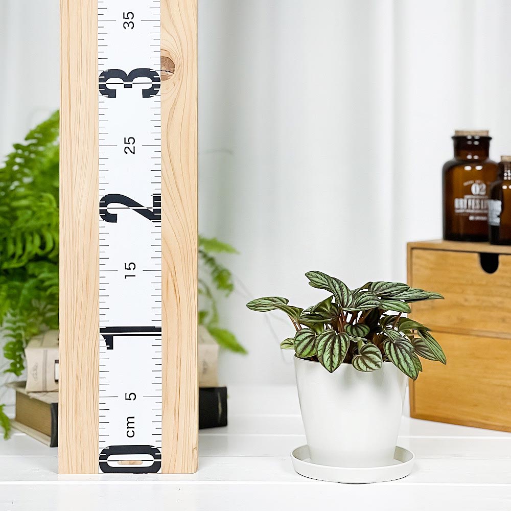 PLANCHU 観葉植物 ペペロミア ペッパーミル 3.5号鉢 受け皿付き 育て方説明書付き PVP Peperomia ‘Piccolo Banda’