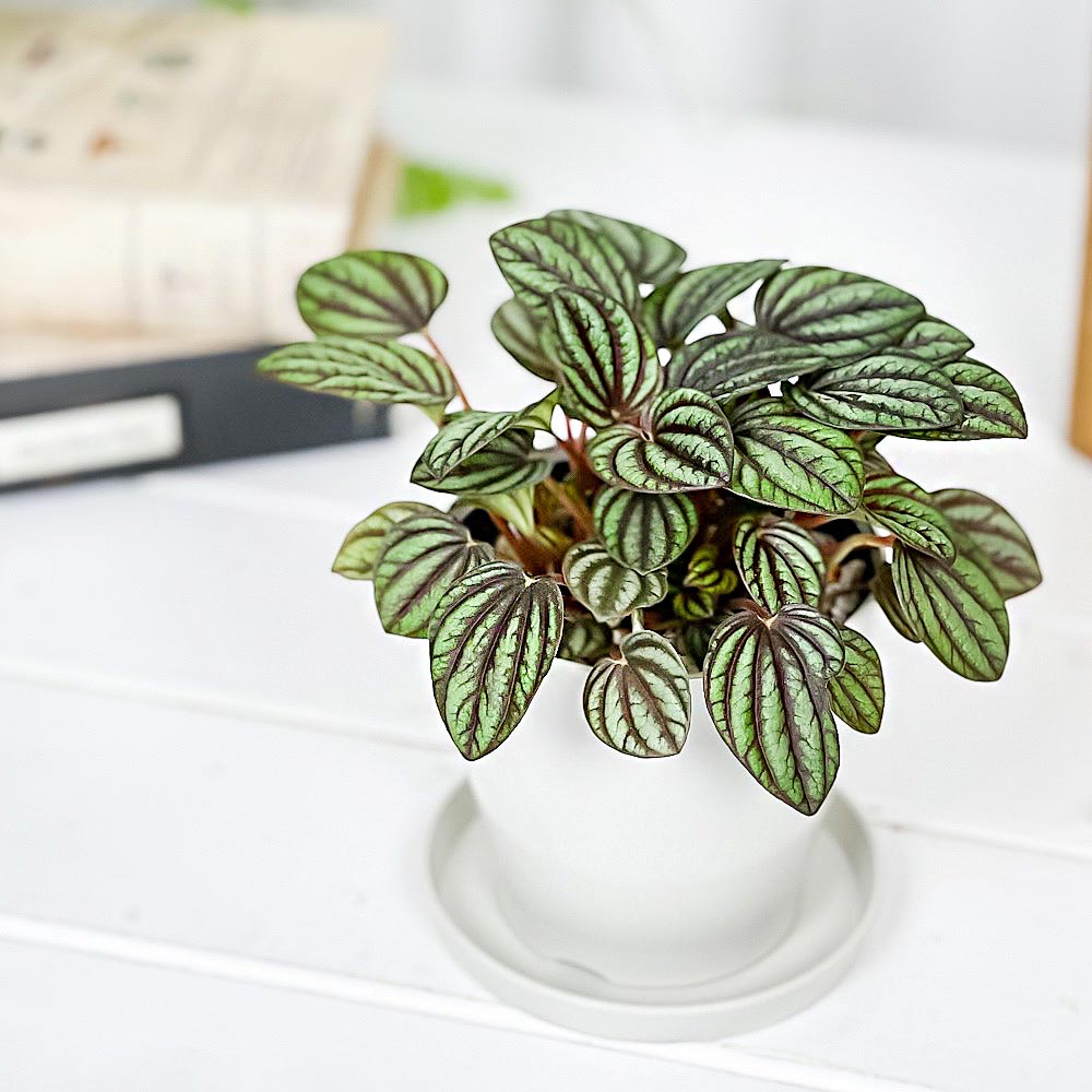 PLANCHU 観葉植物 ペペロミア ペッパーミル 3.5号鉢 受け皿付き 育て方説明書付き PVP Peperomia ‘Piccolo Banda’