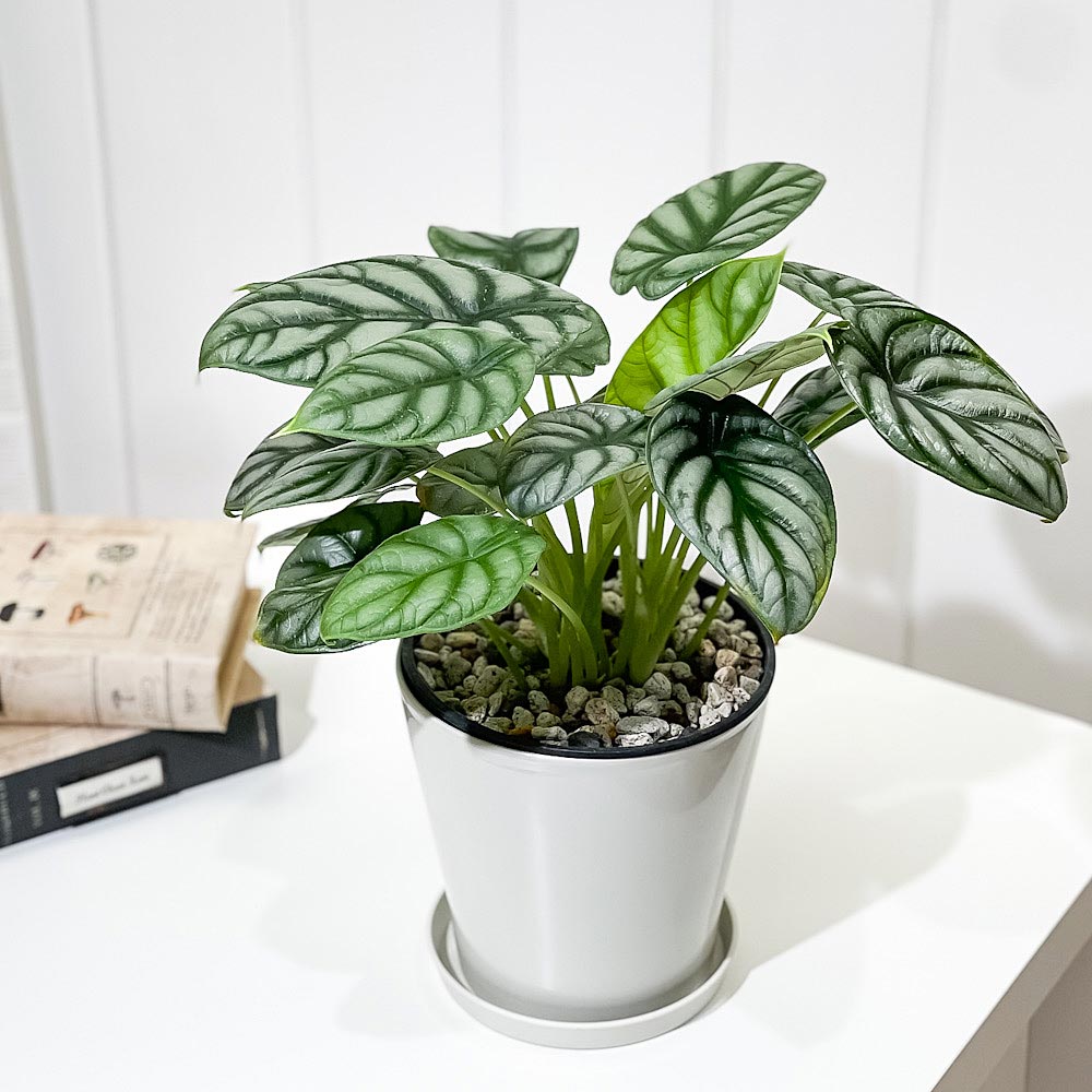PLANCHU 観葉植物 アロカシア シルバードラゴン 5号鉢 受け皿付き 育て方説明書付き Alocasia ‘Silver Dragon’ アロイド