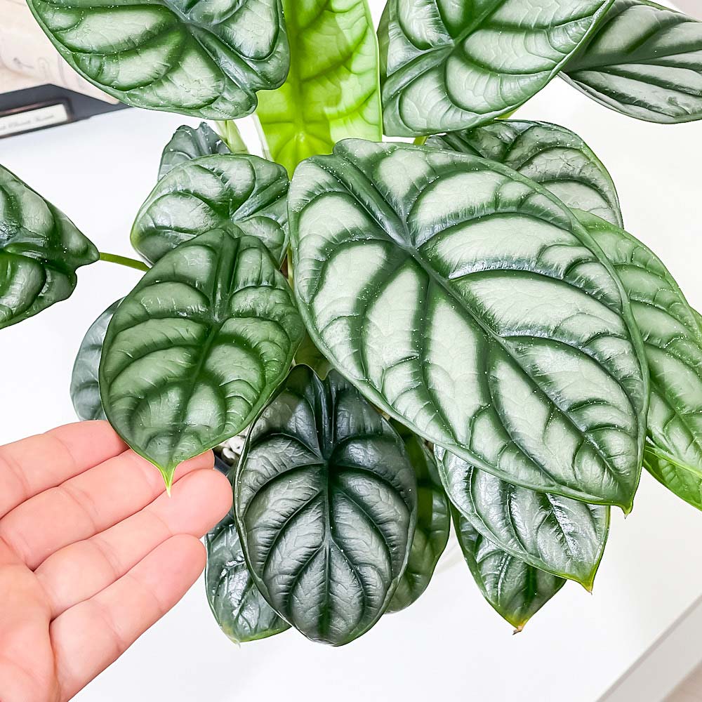 PLANCHU 観葉植物 アロカシア シルバードラゴン 5号鉢 受け皿付き 育て方説明書付き Alocasia ‘Silver Dragon’ アロイド